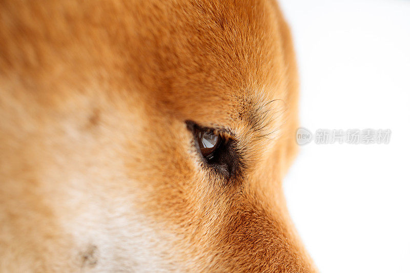 日本柴犬在自家窗户旁macro eyes